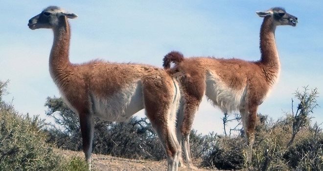 Charla: “La forma y el tamaño de los huesos nos hablan de los animales del pasado: la morfometría geométrica aplicada a preguntas de la zooarqueología” a cargo de la especialista Anahí Hernández